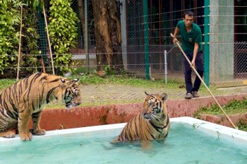 Tiger Park Pattaya