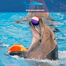 Dolphinarium Pattaya