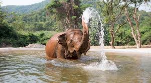 Elephant Jungle Sanctuary Pattaya