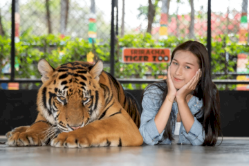 Sriracha Tiger Zoo Tiger Topia