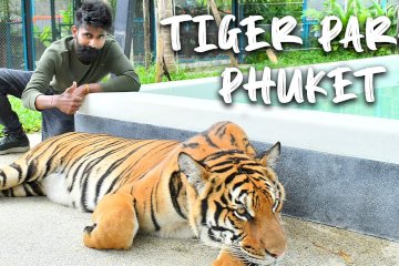 Tiger Park Phuket